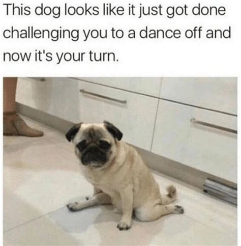 32 Fresh Good Boy Memes That Will Bring Out The Good In All Of Us | Pugs funny, Funny animal ...