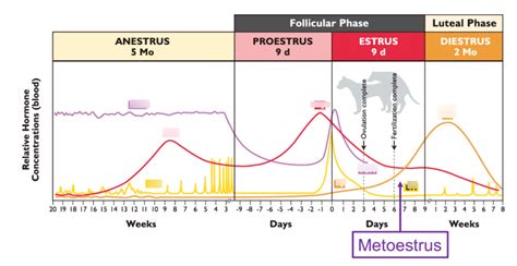 Diagram of ANIM3019 - Hormones for Dog Cycle | Quizlet