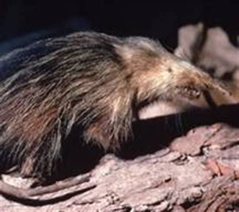 endangered friends: Cuban solenodon (Solenodon cubanus)