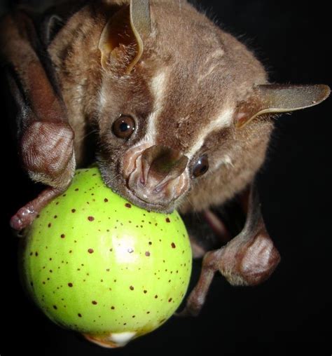 The Great Fruit-eating Bat (Artibeus lituratus) lives in small groups. A few members act as ...