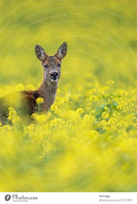 Nature Plant Landscape - a Royalty Free Stock Photo from Photocase