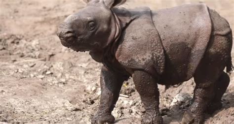 Adorable Baby Rhino Makes His Debut at Buffalo Zoo