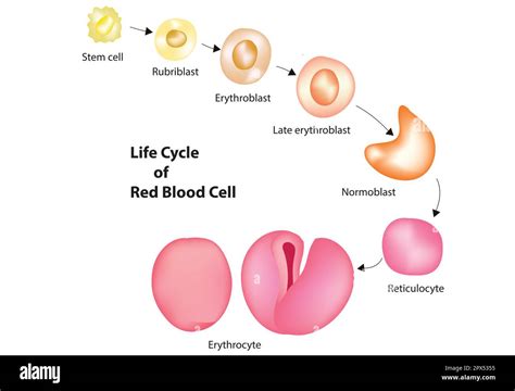 Red blood cell life cycle Stock Vector Image & Art - Alamy