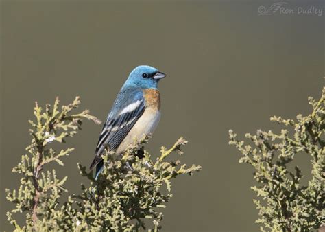 Male Lazuli Bunting – Feathered Photography