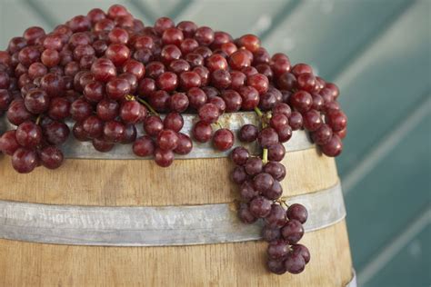 Homemade Wine >> A Complete How-to Guide.