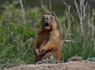 What Do Baby Groundhogs Eat? | Sciencing