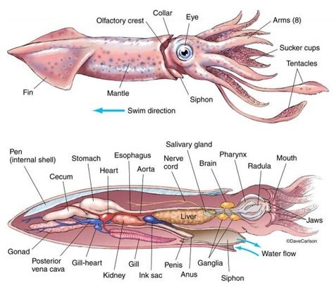 Squid Internal Anatomy Diagram | Octopus anatomy, Marine biology, Anatomy