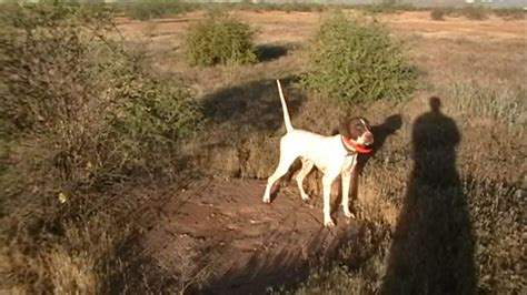 English Pointer - Training Video - YouTube