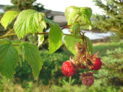 Rubus idaeus (red raspberry): Go Botany