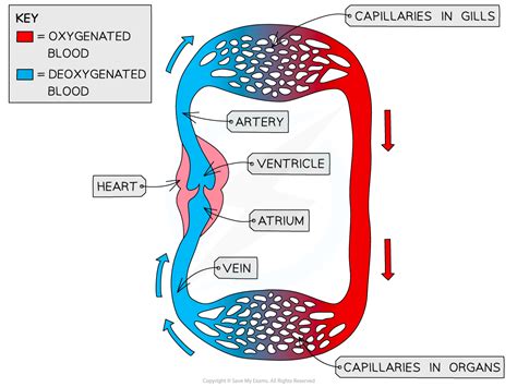 Circulatory Systems (HL) | HL IB Biology Revision Notes 2025