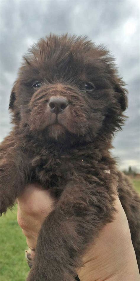 Newfoundland Puppies in PA | Newfie Puppies For Sale | Horner Newfoundlands