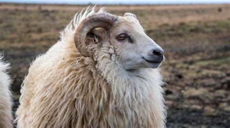 Everything You Need to Know About the Icelandic Sheep - Hey Iceland ...