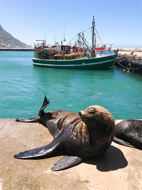 Kalk Bay Seals Family Vacay, Dream Family, Walter Battiss, Kalk Bay, South Afrika, Cape Town ...