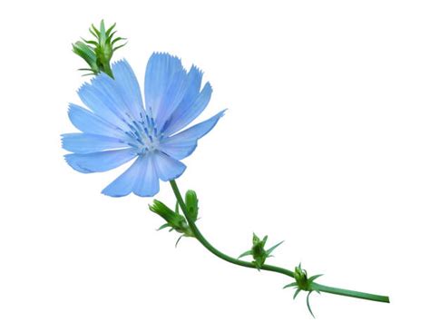 Chicory Flower Stock Photos, Pictures & Royalty-Free Images - iStock