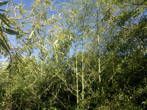 Bamboo And Vegetation Free Stock Photo - Public Domain Pictures