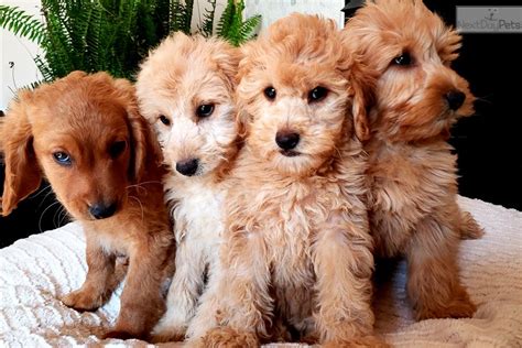 Mini Golden: Goldendoodle puppy for sale near Madison, Wisconsin. | d73f700f-2a11