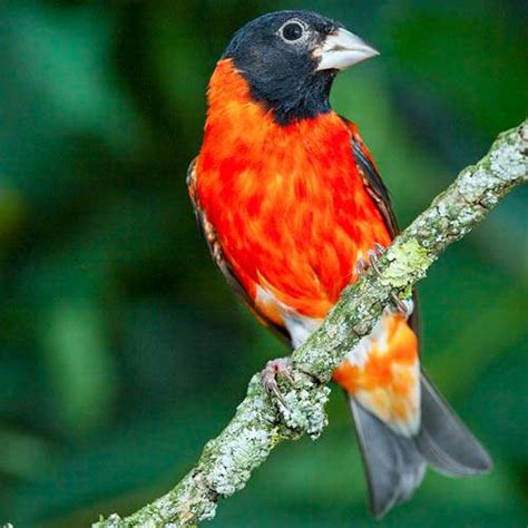 Red siskin | American birds | Birds of India | Bird World