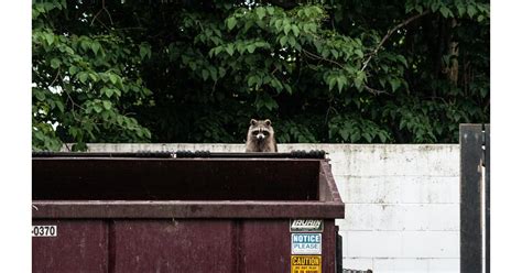 What Do Raccoons Eat? And How Can You Keep Them Out of Your Trash Cans ...