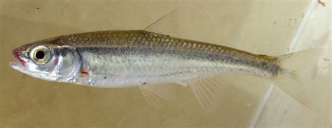 Minnows and a darter in mid-Missouri - Identification Assistance - NANFA Forum