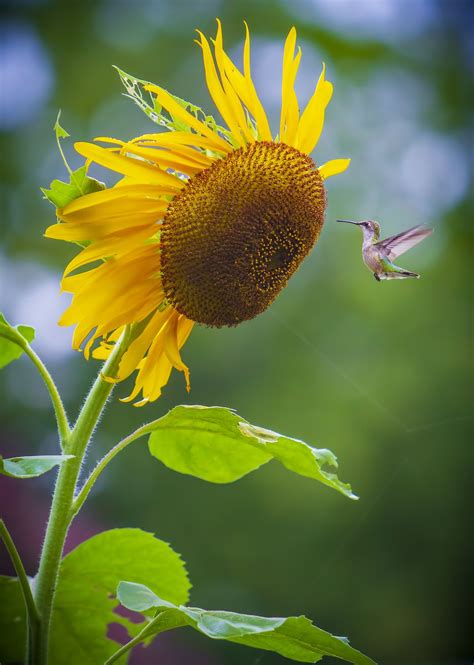 The Sunflower and Hummingbird | Smithsonian Photo Contest | Smithsonian Magazine