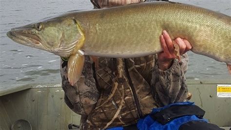 Petition · GFP Commision: Changing the South Dakota Muskellunge minimum from 40" to catch and ...