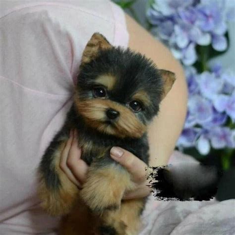 Realistic Toy Yorkshire Terrier Stuffed Animal Super High | Etsy in ...