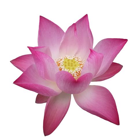 lotus flower pink colorful nature illustration clipart transparent picture beautiful 8846651 PNG