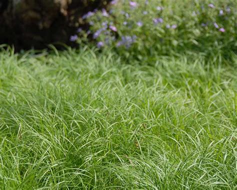 Carex pensylvanica | Pennsylvania Sedge | Wholesale Perennials | Bareroot