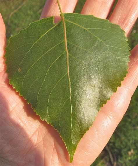 Poplars - Tree Guide UK Poplar trees identification