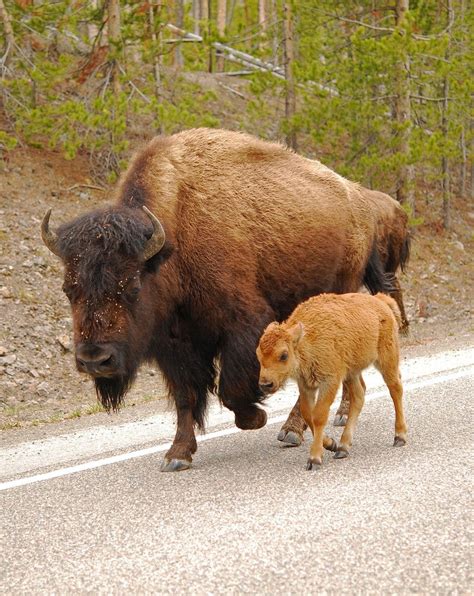 Yellowstone Bison | Buffalo animal, Animals wild, Animals beautiful