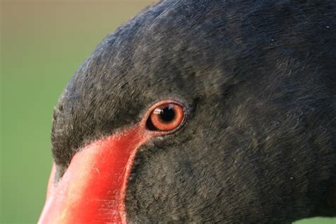 🔥 The eye of a wild but friendly black swan. : r/NatureIsFuckingLit