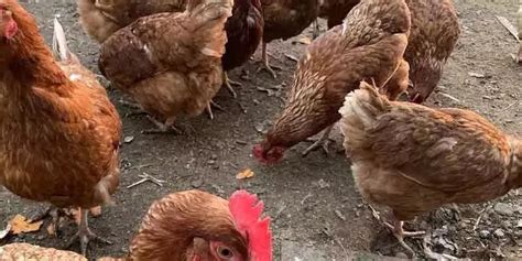 Why Do Chickens Eat Their Own Poop? | Poultry Care Sunday