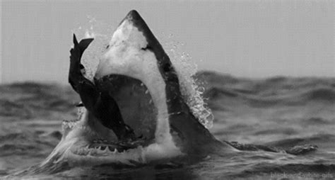 Fondos animados de tiburones. | Tiburones, Tiburones blancos, Carcharodon carcharias