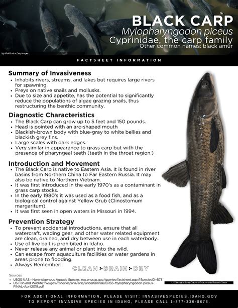 Black Carp Factsheet — Invasive Species of Idaho