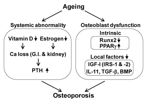 Osteoporosis pathophysiology: the updated mechanism