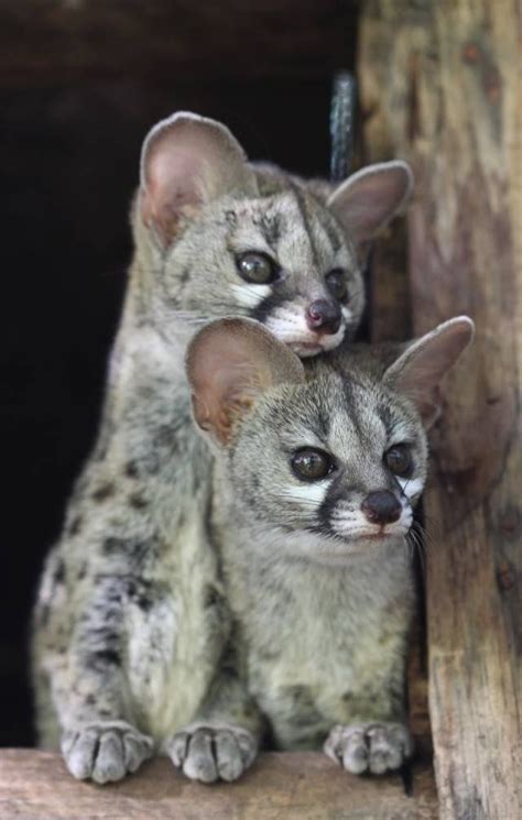 Genets | Cute animals, Unusual animals, Animals beautiful