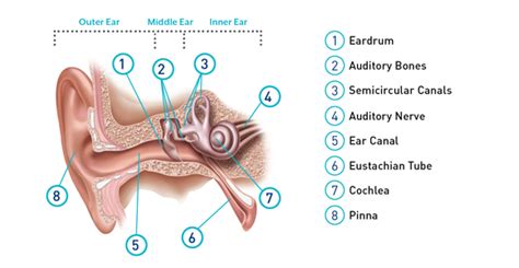 Types, Causes and Treatment of Hearing Loss