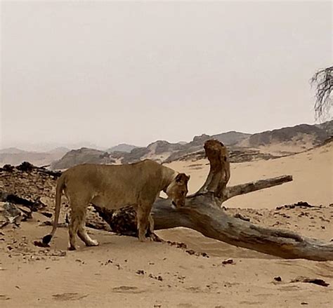 African Explorations by Private Jet 2019 – Namib Desert, Skeleton Coast, Namibia – Lakani World ...