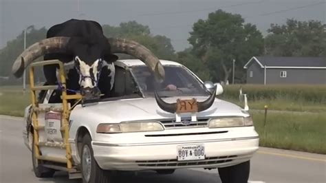 Howdy Doody bull: Nebraska man stopped while driving with full-sized watusi bull riding shotgun ...