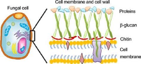 Fungal Skin Diagram