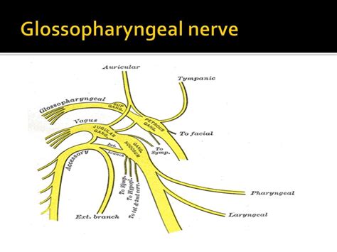 Glossopharyngeal nerve