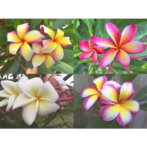 Buy Frangipani Seeds - Rarexoticseeds