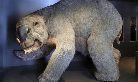 Giant wombat skeleton found in Australia: Prehistoric Diprotodon was 14 foot | Daily Mail Online