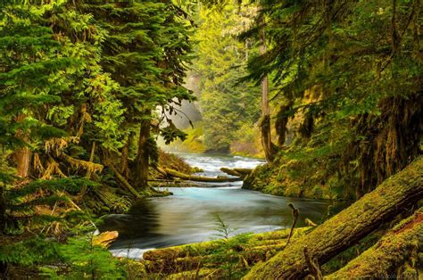 Oregon Forest Wallpapers - Top Free Oregon Forest Backgrounds ...