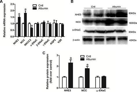 Oncotarget | Albuminuria enhances NHE3 and NCC via stimulation of mitochondrial oxidative stress ...