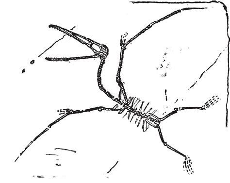 Pterodactyl Or Pterosaursvintage Engraving Raptor Pterosauria Etching Vector, Raptor ...