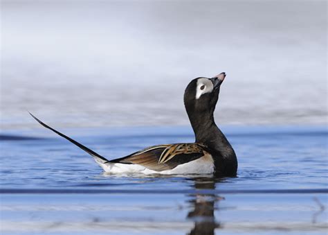 Malcolm Schuyl Wildlife Photography: Long-tailed Duck (Clangula hyemalis) male in breeding ...