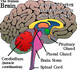 Third Eye - Pineal Gland