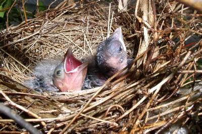 Cardinal – Babies on Nest | Walter Reeves: The Georgia Gardener