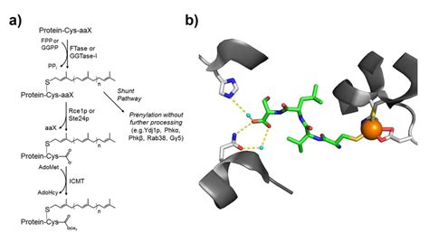 Prenylation pathway recognition and modification of proteins ...